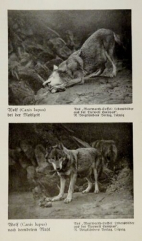 1926 - Wolf / Gepard, Jungwölfe - alter Druck